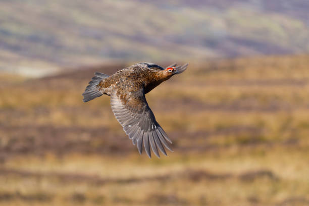 istock Red grouse, Lagopus lagopus, 1388919688