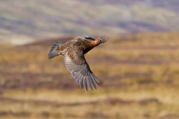 Red grouse, Lagopus lagopus, single male in flight, Yorkshire, March 2022