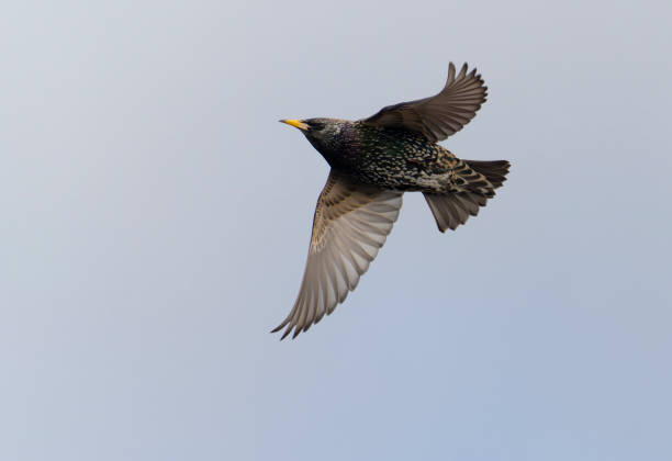 istock Starling, Sturnus vulgaris 1388919696