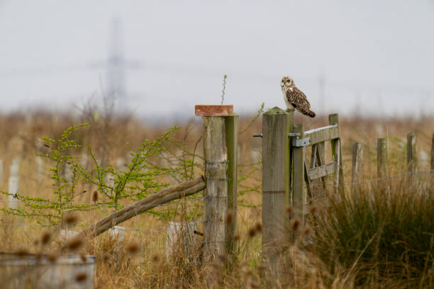 istock Short-eared owl, Asio flammeus 1388919728