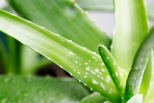 Green aloe vera plant