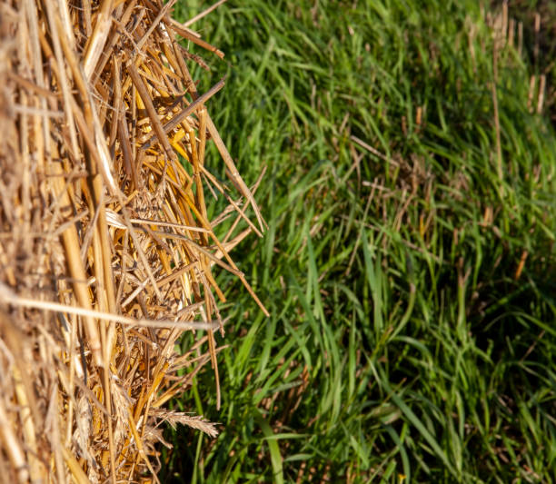 istock agricultural field with straw stacks after wheat harvest 1388919876