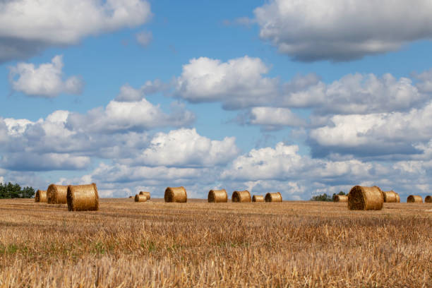 istock agricultural field with straw stacks after wheat harvest 1388919885