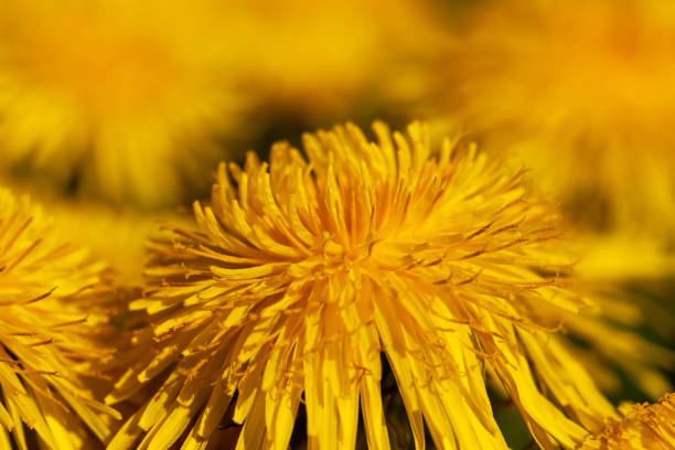 istock yellow beautiful dandelion flowers with seeds 1388920533
