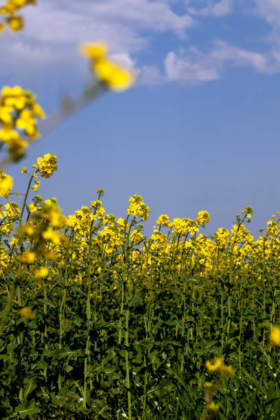 istock yellow flowering rapeseed in the spring season 1388920583