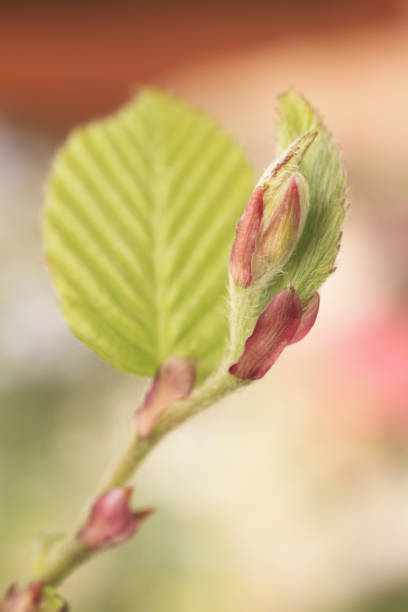 istock Sprouting of Kirishima Mizuki 1388920726