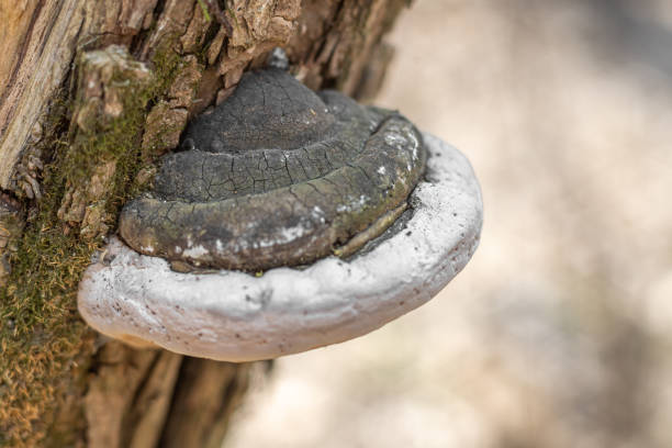 istock Old Fomes fomentarius (the tinder fungus) on an old tree. 1388920750
