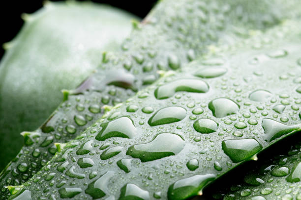 grüne aloe vera pflanze mit tröpfchen - healthy lifestyle homeopathic medicine aloe plant stock-fotos und bilder