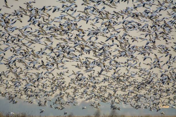 istock A massive flock of snow geese flying overhead 1388921400