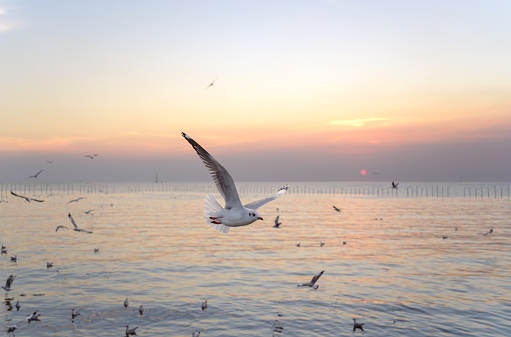 seagulls flying above the sea at beautiful sunset time with a twilight scene