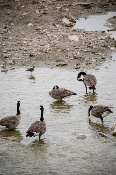 Geese rest in the flowing lake on their way to migrate for the winter