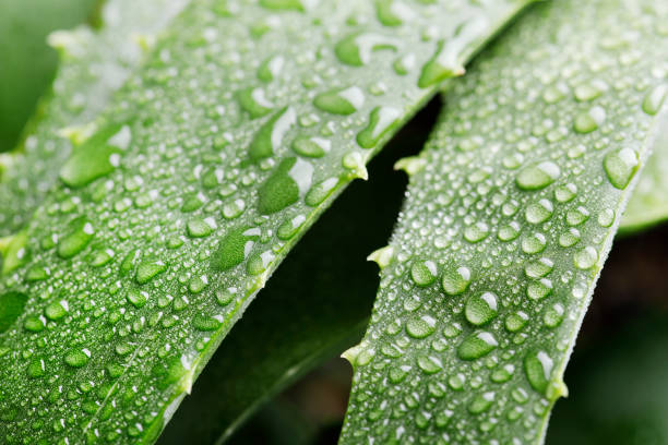 grüne aloe vera pflanze mit tröpfchen - healthy lifestyle homeopathic medicine aloe plant stock-fotos und bilder