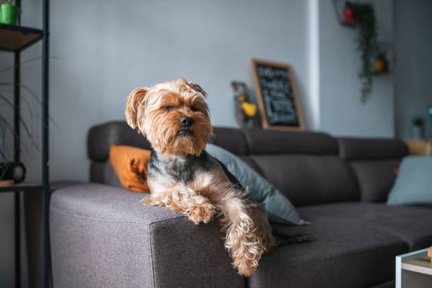 istock Yorkshire terrier on the couch at home. 1388922530