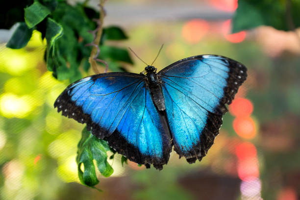 istock Blue morpho butterfly with spreading wings close up on blurred background 1388923202
