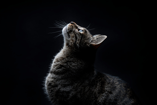 Primer plano del gato callejero gris rayado mirando hacia arriba sobre un fondo negro photo
