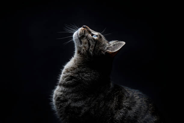 primo piano di un gatto randagio grigio a strisce che guarda in alto su uno sfondo nero - carnivore foto e immagini stock