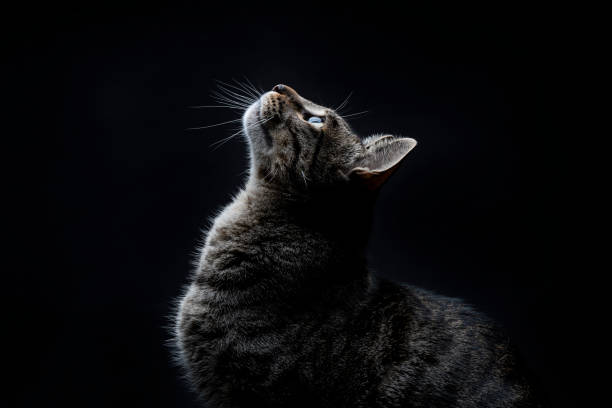 Close-up of striped gray stray cat looking up on a black background Close-up of striped gray stray cat looking up on a black background. Studio photo carnivora stock pictures, royalty-free photos & images