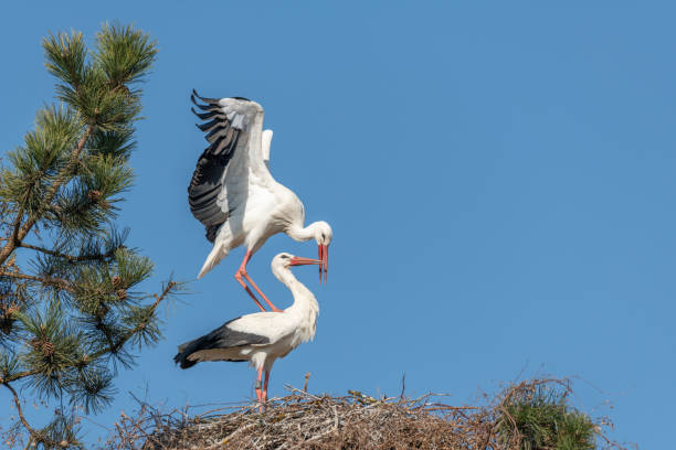 istock Couple of white stork (ciconia ciconia) in courtship display. 1388927032