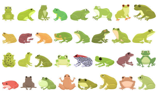 Frog icons set cartoon vector. Toad water Frog icons set cartoon vector. Toad water. Tadpole catch frog illustrations stock illustrations