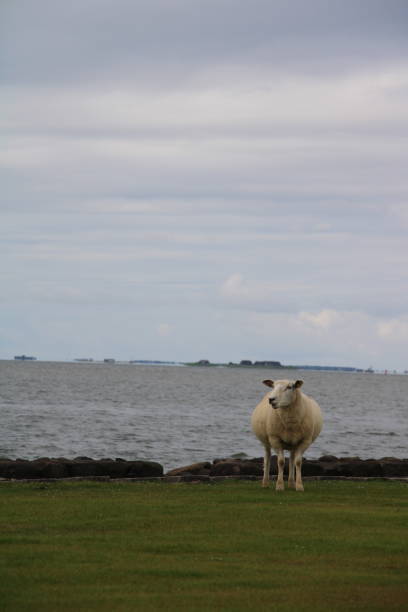 Sheeps on a levee at the North Sea during sunset. Nordstrand, North Frisian Islands, Schleswig-Holstein, Germany
