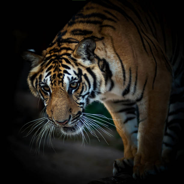 自然に虎の写真。 - tiger roaring danger power ストックフォトと画像