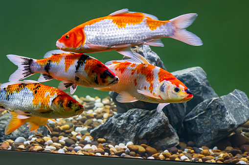 fancy carp (Glass carp, koi) swim in the aquarium. Cyprinus carpio is a common species of colored carp kept for decorative purposes in home aquariums.