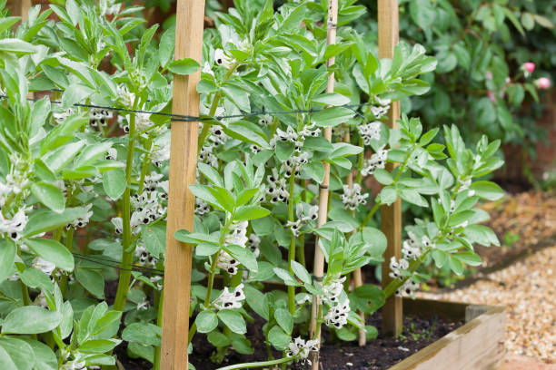 istock Vegetable garden UK with broad bean plants 1388928895