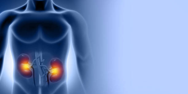 human kidney on scientific background - suprarenal gland imagens e fotografias de stock