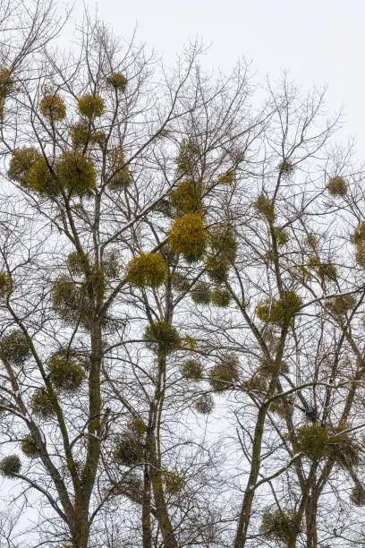 Photo of Green Mistletoes on a tree. Viscum album is a hemiparasite native to Europe and parts of Asia