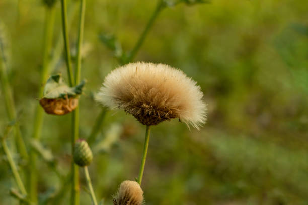 istock Field thistle is also known as pasture thistle, sow, Carline thistle 1388930356