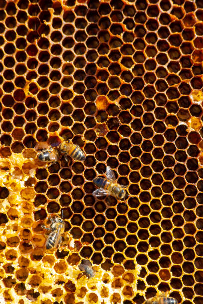 istock Bees working on honey cells. Close up macro. World Bee Day. Copy paste. Space for text 1388930560