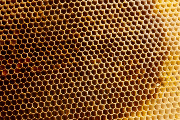 istock Background texture and pattern of a section of wax honeycomb from a bee hive filled with golden honey in a full frame view 1388931275
