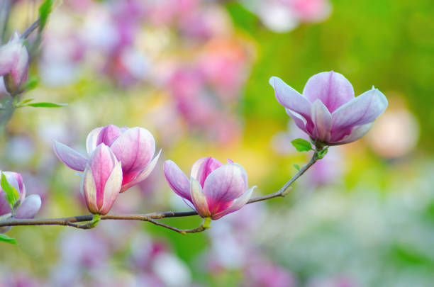 flores de magnolia fondo de primavera - blossoming fotografías e imágenes de stock