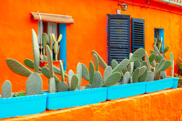istock Cactus Plant Flowers 1388931991
