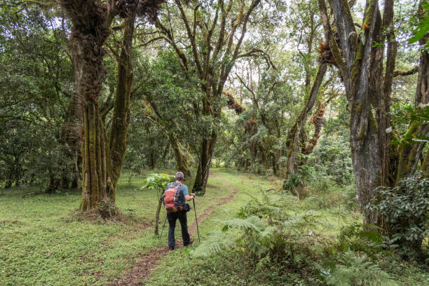 Hiking the rainforest at Mount Meru, Tanzania. A lonely hiker is walking on a narrow footpath within the lushy green rainforest at the foot of Mount Meru (4.562 mt,, 14.967 ft.) in Tanzania. The area is famous for hiking and to get acclimated for further hikes on Mount Kilimanjaro.
Canon EOS 760D, 1/200, f/3,5 , 18 mm. arusha region stock pictures, royalty-free photos & images