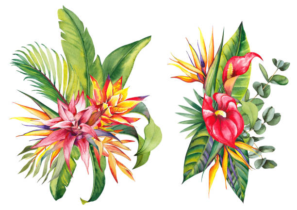 blumenarrangements mit tropischen blüten, eukalyptus und palmblättern. - heliconia stock-grafiken, -clipart, -cartoons und -symbole