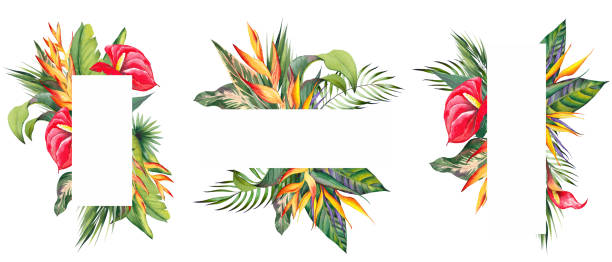 Set of frame with tropical flowers and palm leaves. Set of frame with tropical flowers and palm leaves. Watercolor illustration on white background. heliconia stock illustrations