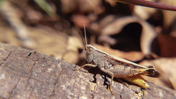 cavalletta sul ramo dell'albero - cricket locust grasshopper insect foto e immagini stock