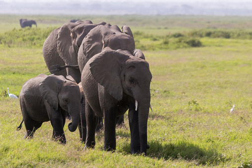 A close up of a group of african elephants with young animals is strolling around at Amboseli Nationalpark, Kenya.\nCanon EOS 760D, 1/1000, f/6,3 , 300 mm.
