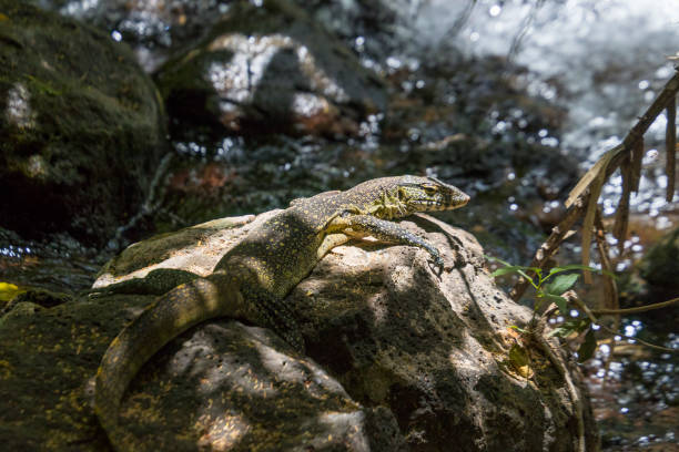 A lizard is lying on a rock half in the shadow half in th sun.\nCanon EOS 760D, 1/1000, f/5,6 , 185 mm.