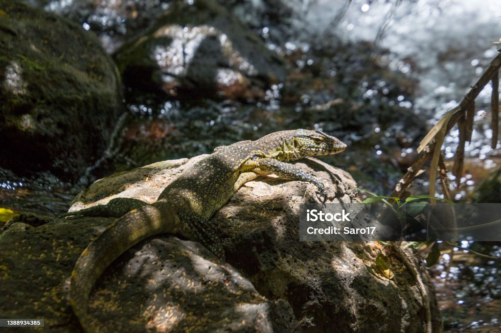 Lazy Lizard, Tsavo West NP, Kenya. A lizard is lying on a rock half in the shadow half in th sun.
Canon EOS 760D, 1/1000, f/5,6 , 185 mm. Africa Stock Photo