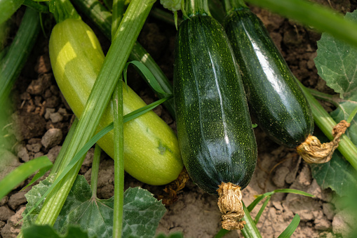Young fresh zucchini in the garden. Great harvest.