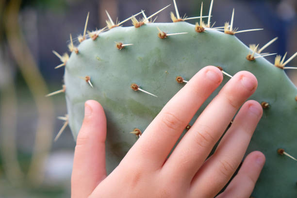 palmo del bambino su una foglia di un fico d'india. - cactus thorns foto e immagini stock