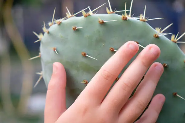 Photo of Child's palm on a leaf of a prickly pear cactus.