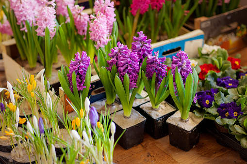 Blooming hyacinth and crocus in flower pots for transplanting. Floriculture, gardening.