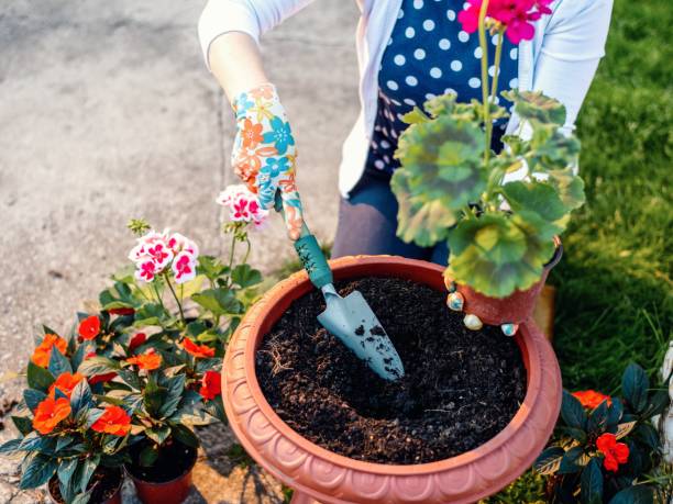 istock Woman planting flowers 1388937609