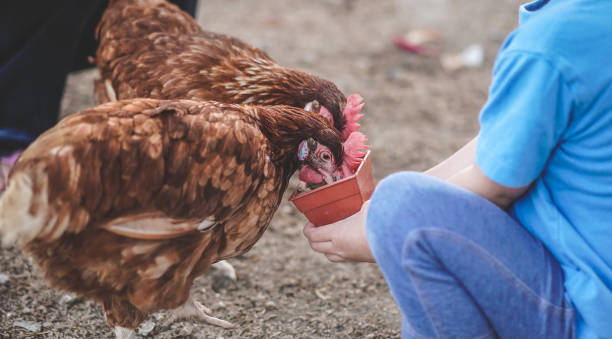 close up shot die hand des kleinen jungen, der hühner auf einer hühnerfarm füttert. - baby chicken human hand young bird bird stock-fotos und bilder