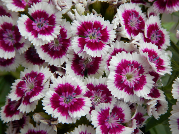 istock Small purple flowers with green leaves 1388939909