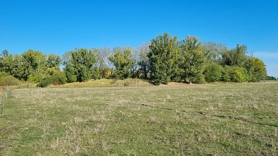 Meadow and forest under blue sky. Ecology banner