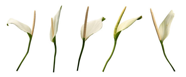 istock Beautiful white flowers isolated on white background 1388940312